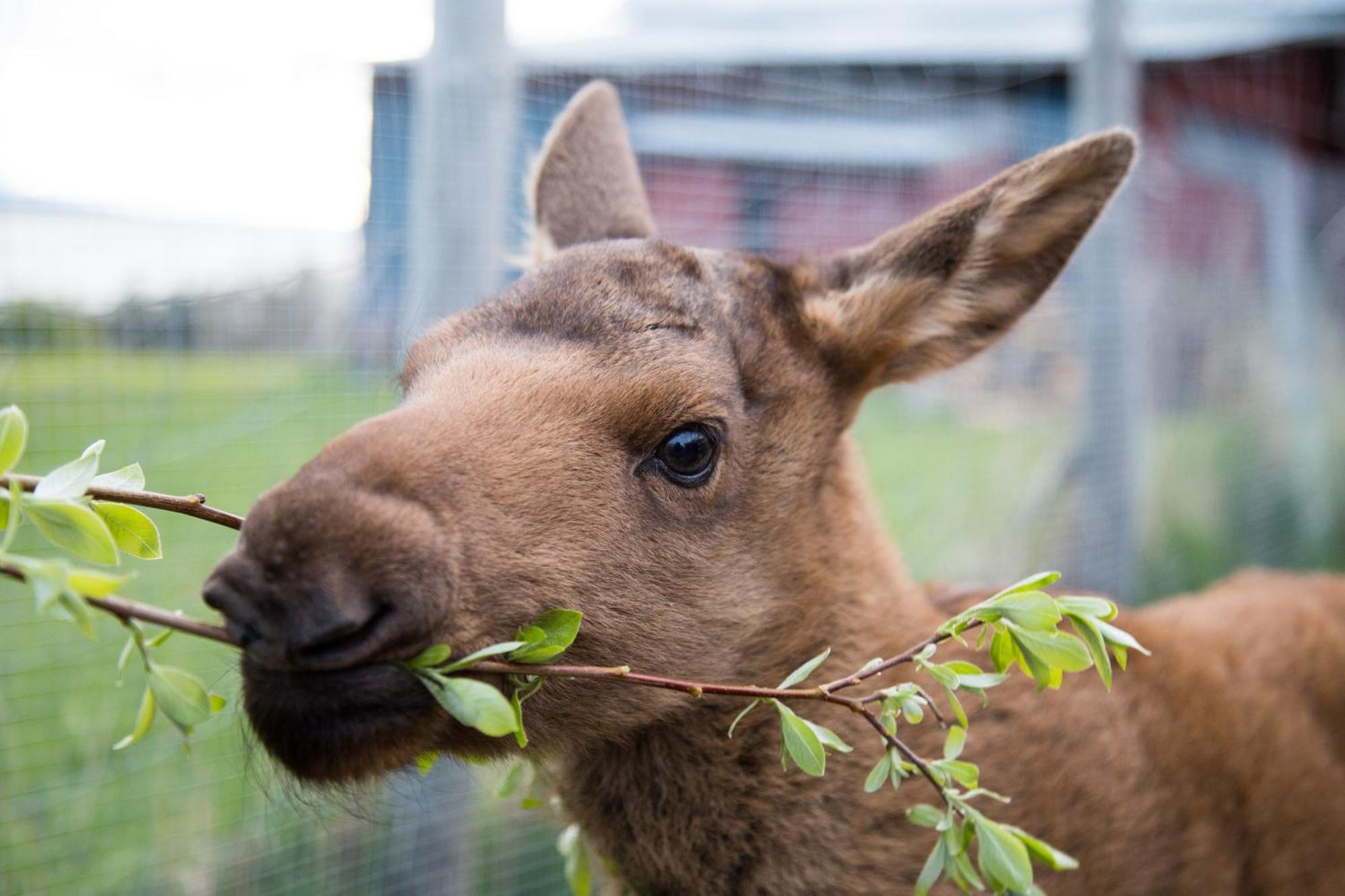 הוילה Orrviken Moose Garden מראה חיצוני תמונה