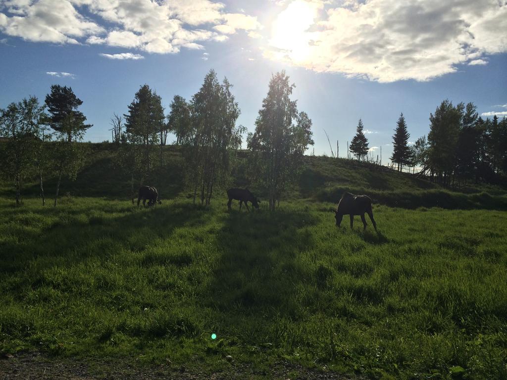 הוילה Orrviken Moose Garden חדר תמונה