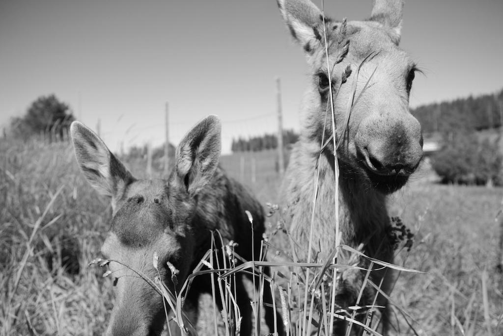 הוילה Orrviken Moose Garden מראה חיצוני תמונה