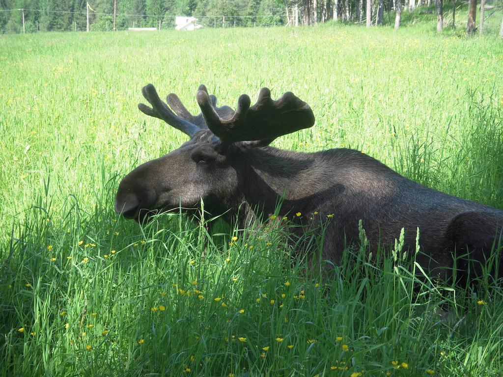הוילה Orrviken Moose Garden מראה חיצוני תמונה