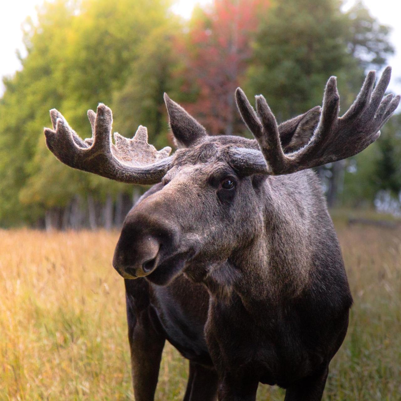 הוילה Orrviken Moose Garden מראה חיצוני תמונה